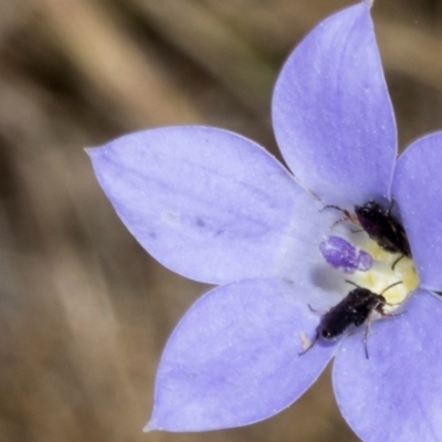 Eurys sp. (genus) (Eurys sawfly) at The Pinnacle - 3 Nov 2023 by AlisonMilton