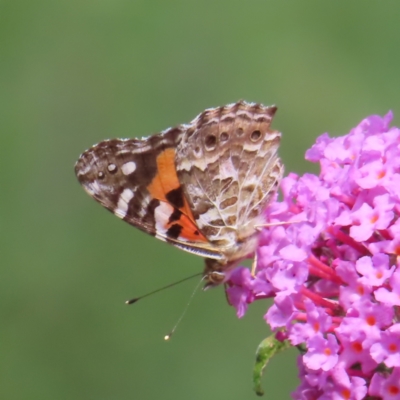 Vanessa kershawi (Australian Painted Lady) at QPRC LGA - 9 Dec 2023 by MatthewFrawley