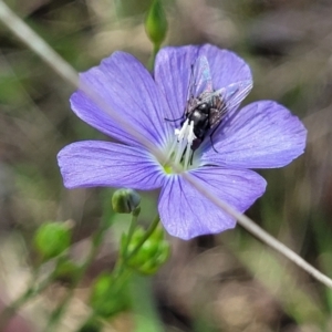 Linum marginale at Holts Flat, NSW - 9 Dec 2023