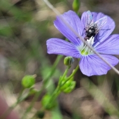 Linum marginale at Holts Flat, NSW - 9 Dec 2023