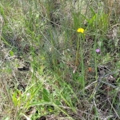 Linum marginale at Holts Flat, NSW - 9 Dec 2023