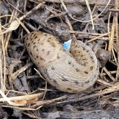 Limax maximus (Leopard Slug, Great Grey Slug) at Nimmitabel, NSW - 9 Dec 2023 by trevorpreston