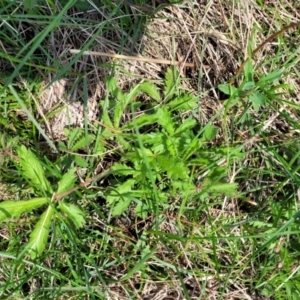 Potentilla recta at Nimmitabel, NSW - 9 Dec 2023