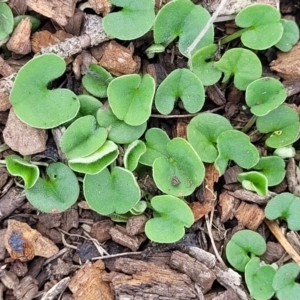 Dichondra repens at Nimmitabel, NSW - 9 Dec 2023 01:50 PM