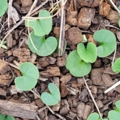 Dichondra repens at Nimmitabel, NSW - 9 Dec 2023 01:50 PM