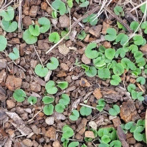 Dichondra repens at Nimmitabel, NSW - 9 Dec 2023 01:50 PM