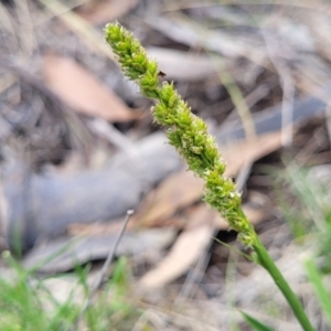 Carex incomitata at Nimmitabel, NSW - 9 Dec 2023 01:50 PM