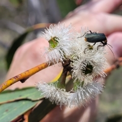 Eucalyptus pauciflora subsp. pauciflora (White Sally, Snow Gum) at Nimmitabel Meatworks TSR - 9 Dec 2023 by trevorpreston