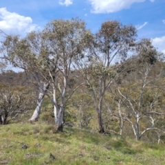 Eucalyptus pauciflora subsp. pauciflora at Nimmitabel Meatworks TSR - 9 Dec 2023 01:47 PM