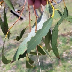 Eucalyptus pauciflora subsp. pauciflora at Nimmitabel Meatworks TSR - 9 Dec 2023 01:47 PM