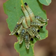 Pseudoperga sp. (genus) (Sawfly, Spitfire) at Fraser, ACT - 14 Feb 2023 by AlisonMilton