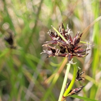 Schoenus apogon (Common Bog Sedge) at Nimmitabel, NSW - 9 Dec 2023 by trevorpreston