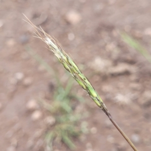 Bothriochloa macra at Nimmitabel, NSW - 9 Dec 2023