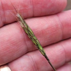 Bothriochloa macra at Nimmitabel, NSW - 9 Dec 2023