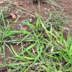 Bothriochloa macra at Nimmitabel, NSW - 9 Dec 2023