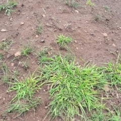 Bothriochloa macra at Nimmitabel, NSW - 9 Dec 2023