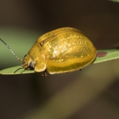 Paropsisterna cloelia (Eucalyptus variegated beetle) at Fraser, ACT - 14 Feb 2023 by AlisonMilton