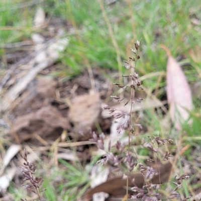 Poa sieberiana (Poa Tussock) at Nimmitabel, NSW - 9 Dec 2023 by trevorpreston