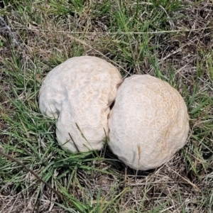 Calvatia sp. at Nimmitabel Meatworks TSR - 9 Dec 2023 01:39 PM