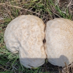 Calvatia sp. at Nimmitabel Meatworks TSR - 9 Dec 2023 01:39 PM