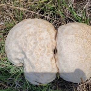 Calvatia sp. at Nimmitabel Meatworks TSR - 9 Dec 2023 01:39 PM