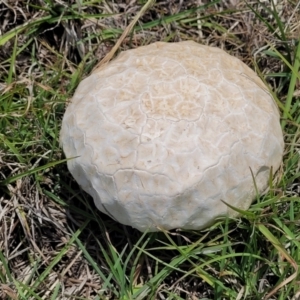 Calvatia sp. at Nimmitabel Meatworks TSR - 9 Dec 2023 01:39 PM