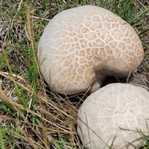 Calvatia sp. at Nimmitabel Meatworks TSR - 9 Dec 2023 01:39 PM