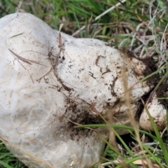 Calvatia sp. at Nimmitabel Meatworks TSR - 9 Dec 2023 01:39 PM