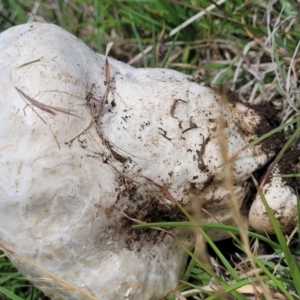 Calvatia sp. at Nimmitabel Meatworks TSR - 9 Dec 2023 01:39 PM