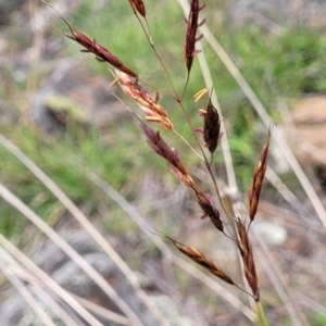 Sorghum leiocladum at Nimmitabel, NSW - 9 Dec 2023