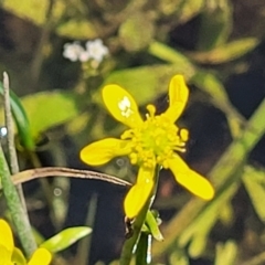 Ranunculus amphitrichus at Nimmitabel, NSW - 9 Dec 2023