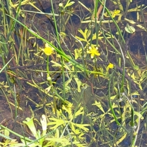 Ranunculus amphitrichus at Nimmitabel, NSW - 9 Dec 2023