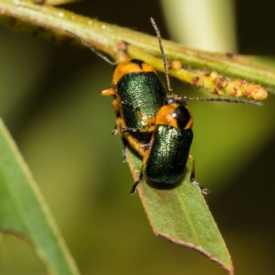 Aporocera (Aporocera) consors (A leaf beetle) at Fraser, ACT - 14 Feb 2023 by AlisonMilton