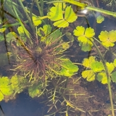 Myriophyllum sp. at Nimmitabel, NSW - 9 Dec 2023 01:33 PM