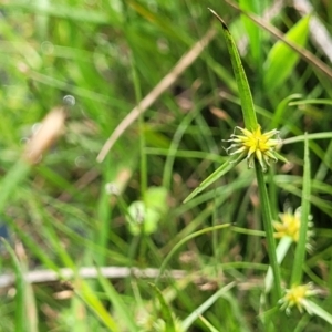 Cyperus sphaeroideus at Nimmitabel, NSW - 9 Dec 2023