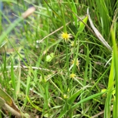 Cyperus sphaeroideus at Nimmitabel, NSW - 9 Dec 2023