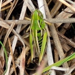 Praxibulus sp. (genus) (A grasshopper) at Nimmitabel, NSW - 9 Dec 2023 by trevorpreston