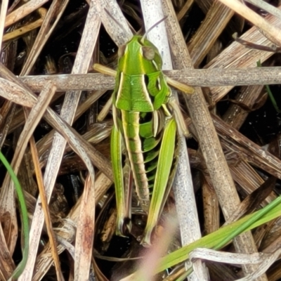 Praxibulus sp. (genus) (A grasshopper) at Nimmitabel, NSW - 9 Dec 2023 by trevorpreston