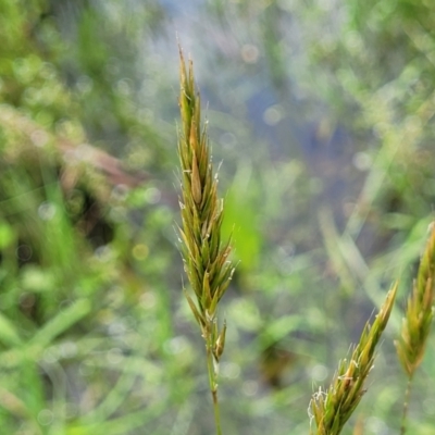 Anthoxanthum odoratum (Sweet Vernal Grass) at Nimmitabel, NSW - 9 Dec 2023 by trevorpreston
