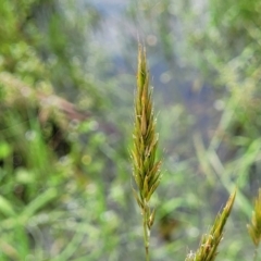 Anthoxanthum odoratum at Nimmitabel, NSW - 9 Dec 2023