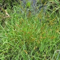 Anthoxanthum odoratum at Nimmitabel, NSW - 9 Dec 2023