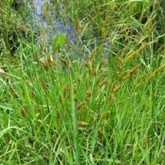 Anthoxanthum odoratum at Nimmitabel, NSW - 9 Dec 2023