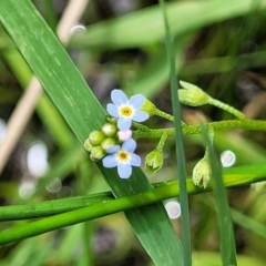 Myosotis laxa subsp. caespitosa (Water Forget-me-not) at Nimmitabel, NSW - 9 Dec 2023 by trevorpreston