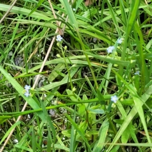 Myosotis laxa subsp. caespitosa at Nimmitabel, NSW - 9 Dec 2023