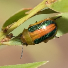 Calomela parilis (Leaf beetle) at Fraser, ACT - 14 Feb 2023 by AlisonMilton