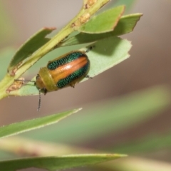 Calomela parilis at Fraser, ACT - 14 Feb 2023 11:27 AM