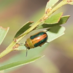 Calomela parilis at Fraser, ACT - 14 Feb 2023 11:27 AM