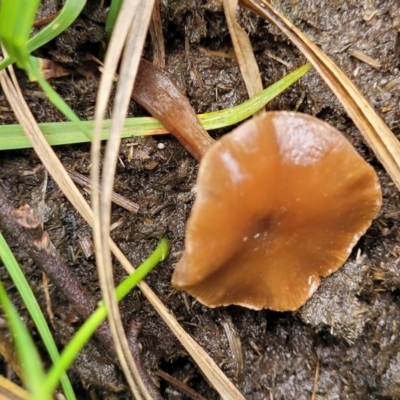 Laccaria sp. (Laccaria) at Nimmitabel, NSW - 9 Dec 2023 by trevorpreston