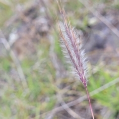 Dichanthium sericeum (Queensland Blue-grass) at Nimmitabel, NSW - 9 Dec 2023 by trevorpreston