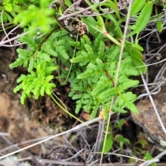 Cheilanthes sieberi subsp. sieberi (Mulga Rock Fern) at Nimmitabel, NSW - 9 Dec 2023 by trevorpreston